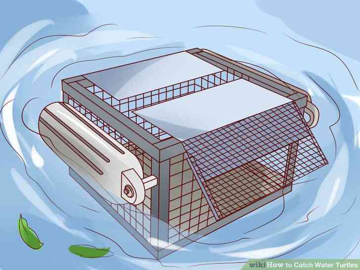 Image intitulée Attraper des Tortues d